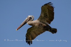 Pélican brun des Galapagos (Pelecanus occidentalis urinator)