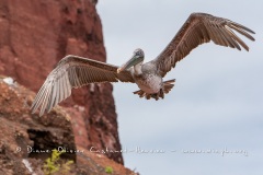 Pélican brun des Galapagos (Pelecanus occidentalis urinator)