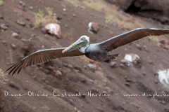 Pélican brun des Galapagos (Pelecanus occidentalis urinator)