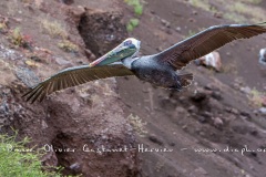 Pélican brun des Galapagos (Pelecanus occidentalis urinator)