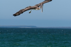 Pélican brun des Galapagos (Pelecanus occidentalis urinator)