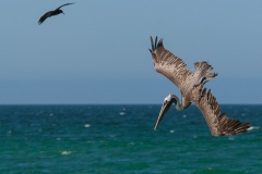 Pélican brun des Galapagos (Pelecanus occidentalis urinator)