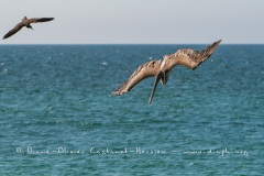 Pélican brun des Galapagos  (Pelecanus occidentalis urinator) et Noddy Brun