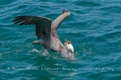 Pélican brun des Galapagos (Pelecanus occidentalis urinator)