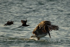 Pélican brun des Galapagos (Pelecanus occidentalis urinator)