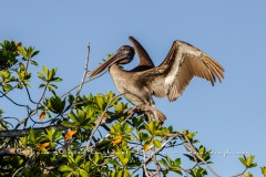 Pélican brun des Galapagos (Pelecanus occidentalis urinator)