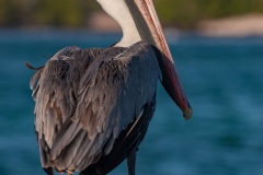 Pélican brun des Galapagos (Pelecanus occidentalis urinator)