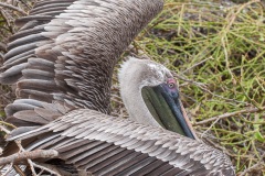 Pélican brun des Galapagos (Pelecanus occidentalis urinator)