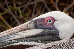 Pélican brun des Galapagos (Pelecanus occidentalis urinator)