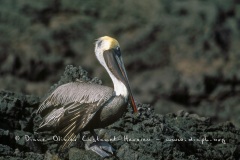 élican brun des Galapagos (Pelecanus occidentalis urinator)