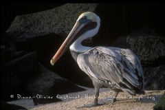 élican brun des Galapagos (Pelecanus occidentalis urinator)