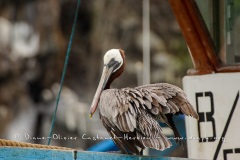 Pélican brun des Galapagos (Pelecanus occidentalis urinator)