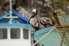 Pélican brun des Galapagos (Pelecanus occidentalis urinator)