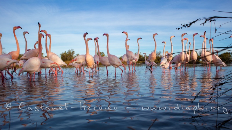 Groupe de flamants roses