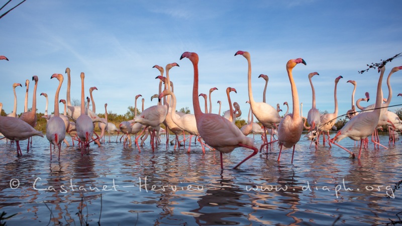 Groupe de flamants roses