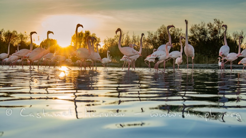 Flamants roses au soleil couchant