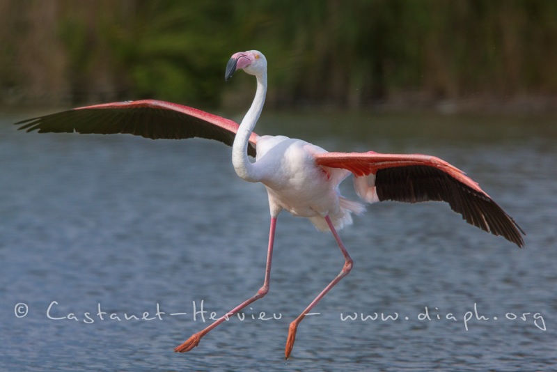 Flamant rose (Phoenicopterus roseus) en train de se poser