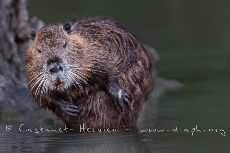 Ragondin (Myocastor coypus)