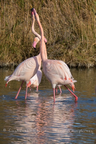 parade de Flamants Roses