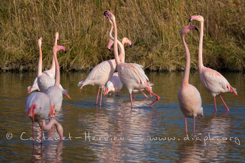 parade de Flamants Roses