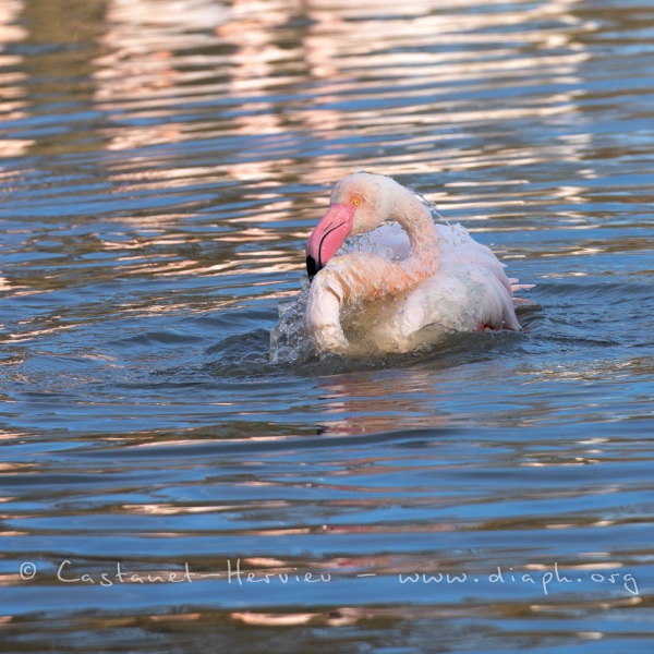 Toilette de flamant rose