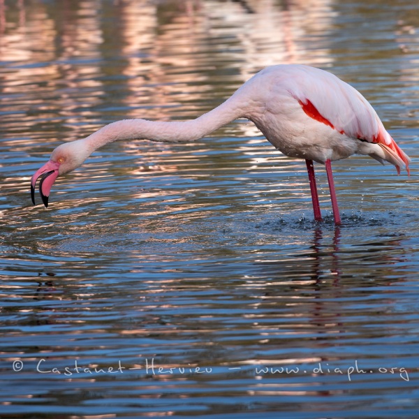 Toilette de flamant rose