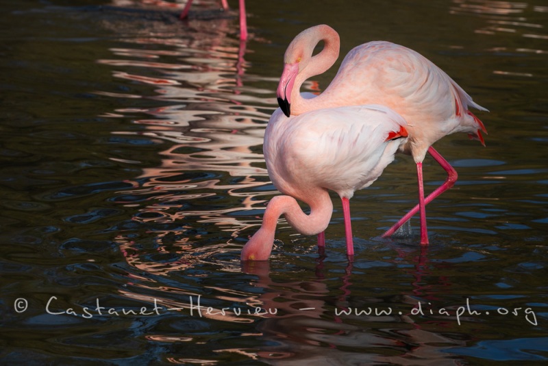 accouplement de flamant rose