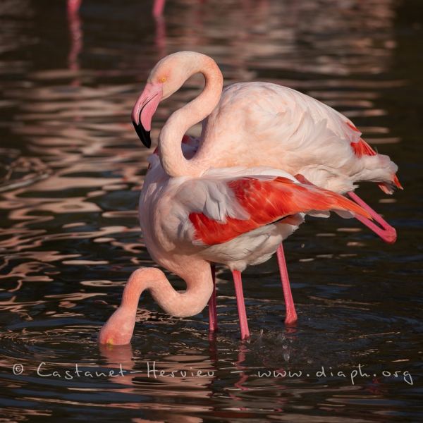 accouplement de flamant rose