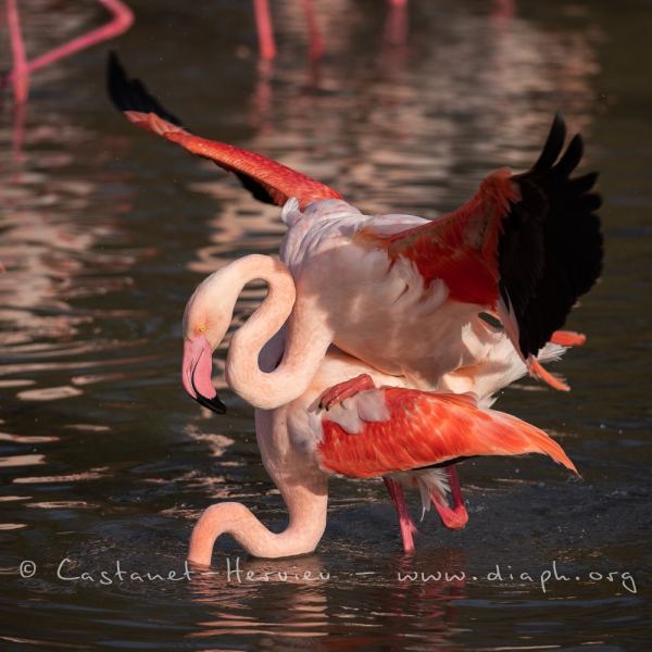 accouplement de flamant rose