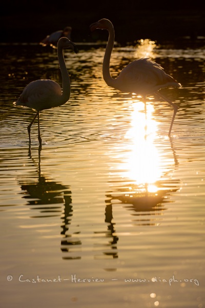 Flamants roses au soleil couchant