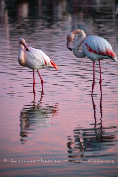 Flamants roses dans les lumières du soir