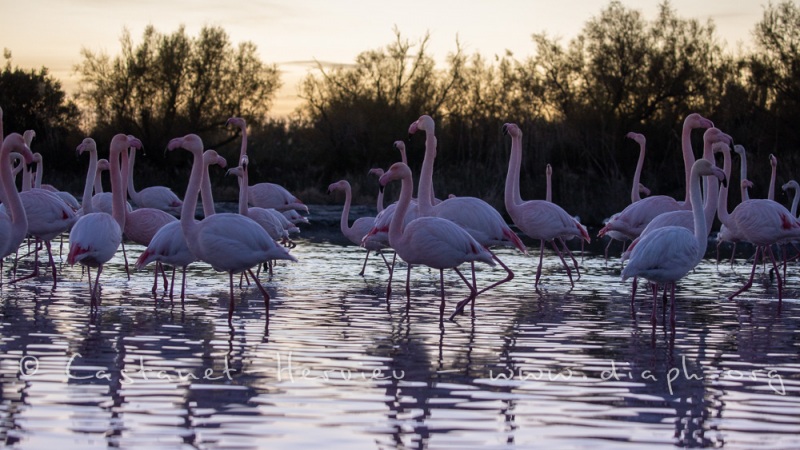 Flamants roses dans les lumières du soir