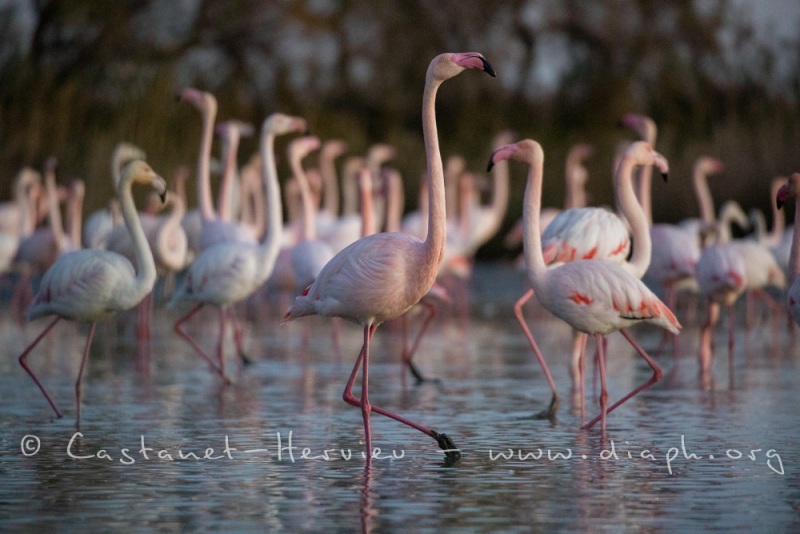 Flamants roses dans les lumières du soir