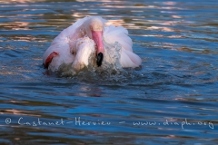 Toilette de flamant rose