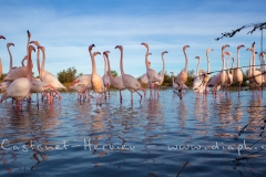 Groupe de flamants roses