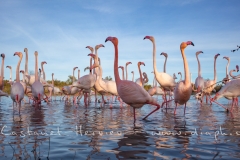 Groupe de flamants roses