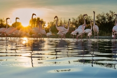 Flamants roses au soleil couchant