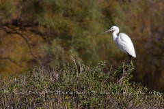 Aigrette Garzette