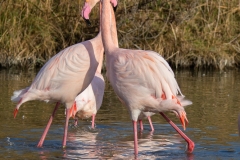 parade de Flamants Roses