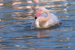 Toilette de flamant rose