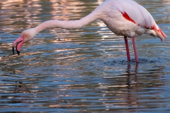 Toilette de flamant rose