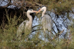 Duo de hérons cendrés