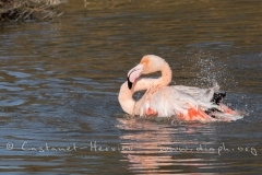 Toilette de flamant rose