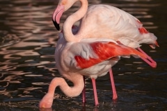 accouplement de flamant rose