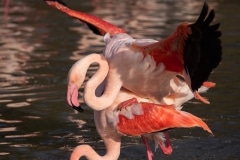 accouplement de flamant rose