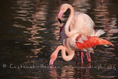 accouplement de flamant rose