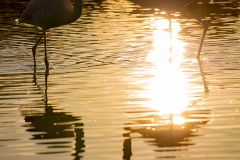 Flamants roses au soleil couchant