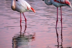 Flamants roses dans les lumières du soir