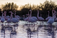 Flamants roses dans les lumières du soir