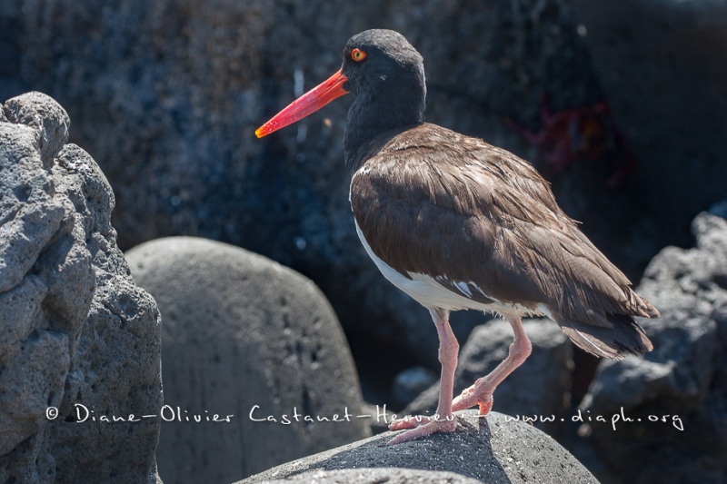 Huîtrier d'Amérique (Haematopus palliatus) - îles Galapagos